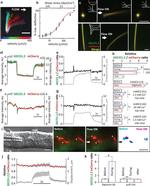 mCherry Antibody in Immunocytochemistry, Flow Cytometry (ICC/IF, Flow)