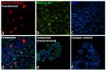 mCherry Antibody in Immunocytochemistry (ICC/IF)