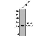 Bcl-2 Antibody in Western Blot (WB)