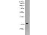 LIN28A Antibody in Western Blot (WB)