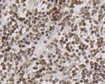 LMNB2 Antibody in Immunohistochemistry (Paraffin) (IHC (P))