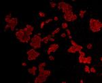 Cyclin B1 Antibody in Immunocytochemistry (ICC/IF)