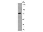 Cyclin B1 Antibody in Western Blot (WB)