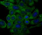 Transferrin Antibody in Immunocytochemistry (ICC/IF)