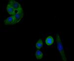 Transferrin Antibody in Immunocytochemistry (ICC/IF)