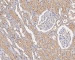 Transferrin Antibody in Immunohistochemistry (Paraffin) (IHC (P))