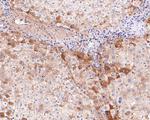 Transferrin Antibody in Immunohistochemistry (Paraffin) (IHC (P))