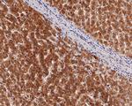 Alpha-2-macroglobulin Antibody in Immunohistochemistry (Paraffin) (IHC (P))