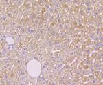 Alpha-2-macroglobulin Antibody in Immunohistochemistry (Paraffin) (IHC (P))