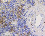 Human IgM Antibody in Immunohistochemistry (Paraffin) (IHC (P))