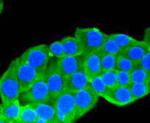 Hsp90 alpha Antibody in Immunocytochemistry (ICC/IF)