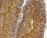 Hsp90 alpha Antibody in Immunohistochemistry (Paraffin) (IHC (P))