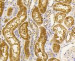 Hsp90 alpha Antibody in Immunohistochemistry (Paraffin) (IHC (P))