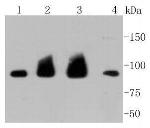 Hsp90 alpha Antibody in Western Blot (WB)