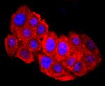 HSPA5 Antibody in Immunocytochemistry (ICC/IF)