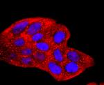 HSPA5 Antibody in Immunocytochemistry (ICC/IF)