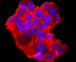 HSPA5 Antibody in Immunocytochemistry (ICC/IF)