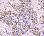 HSPA5 Antibody in Immunohistochemistry (Paraffin) (IHC (P))