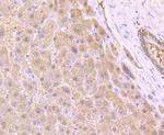 HSPA5 Antibody in Immunohistochemistry (Paraffin) (IHC (P))