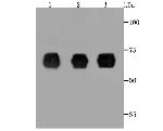 HSPA5 Antibody in Western Blot (WB)