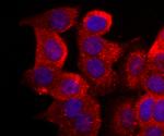 Cytochrome C Antibody in Immunocytochemistry (ICC/IF)