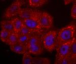 Cytochrome C Antibody in Immunocytochemistry (ICC/IF)