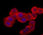 Cytochrome C Antibody in Immunocytochemistry (ICC/IF)