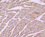 Cytochrome C Antibody in Immunohistochemistry (Paraffin) (IHC (P))