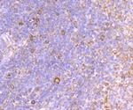 Cytochrome C Antibody in Immunohistochemistry (Paraffin) (IHC (P))