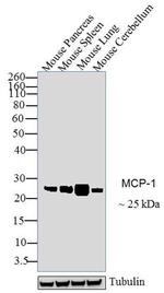 MCP-1 Antibody in Western Blot (WB)