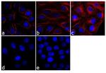 Mouse IgG (H+L) Cross-Adsorbed Secondary Antibody in Immunocytochemistry (ICC/IF)