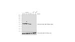 Mouse IgG2a Secondary Antibody in Western Blot (WB)