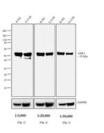Mouse IgG2a Secondary Antibody in Western Blot (WB)