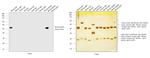 Mouse IgG2b Cross-Adsorbed Secondary Antibody in Western Blot (WB)