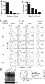 GM-CSF Antibody