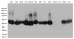 M6PR Antibody in Western Blot (WB)