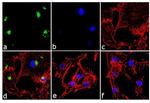 IL-8 (CXCL8) Antibody