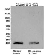 EGF Antibody in Western Blot (WB)