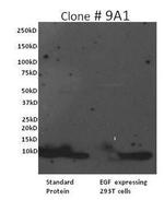 EGF Antibody in Western Blot (WB)