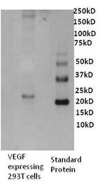 VEGF Antibody in Western Blot (WB)