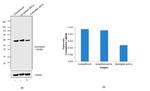 SNTB2 Antibody