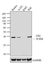 CD2 Antibody in Western Blot (WB)