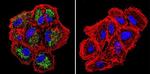 TRAP1 Antibody in Immunocytochemistry (ICC/IF)