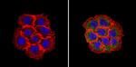 RhoA/RhoB/RhoC Antibody in Immunocytochemistry (ICC/IF)