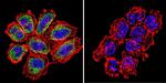 Pan Ras Antibody in Immunocytochemistry (ICC/IF)