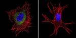 Pan Ras Antibody in Immunocytochemistry (ICC/IF)