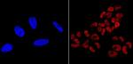 SOX2 Antibody in Immunocytochemistry (ICC/IF)