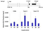 SOX2 Antibody