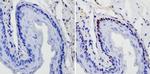 SOX2 Antibody in Immunohistochemistry (Paraffin) (IHC (P))