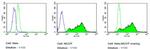 LIN28A Antibody in Flow Cytometry (Flow)